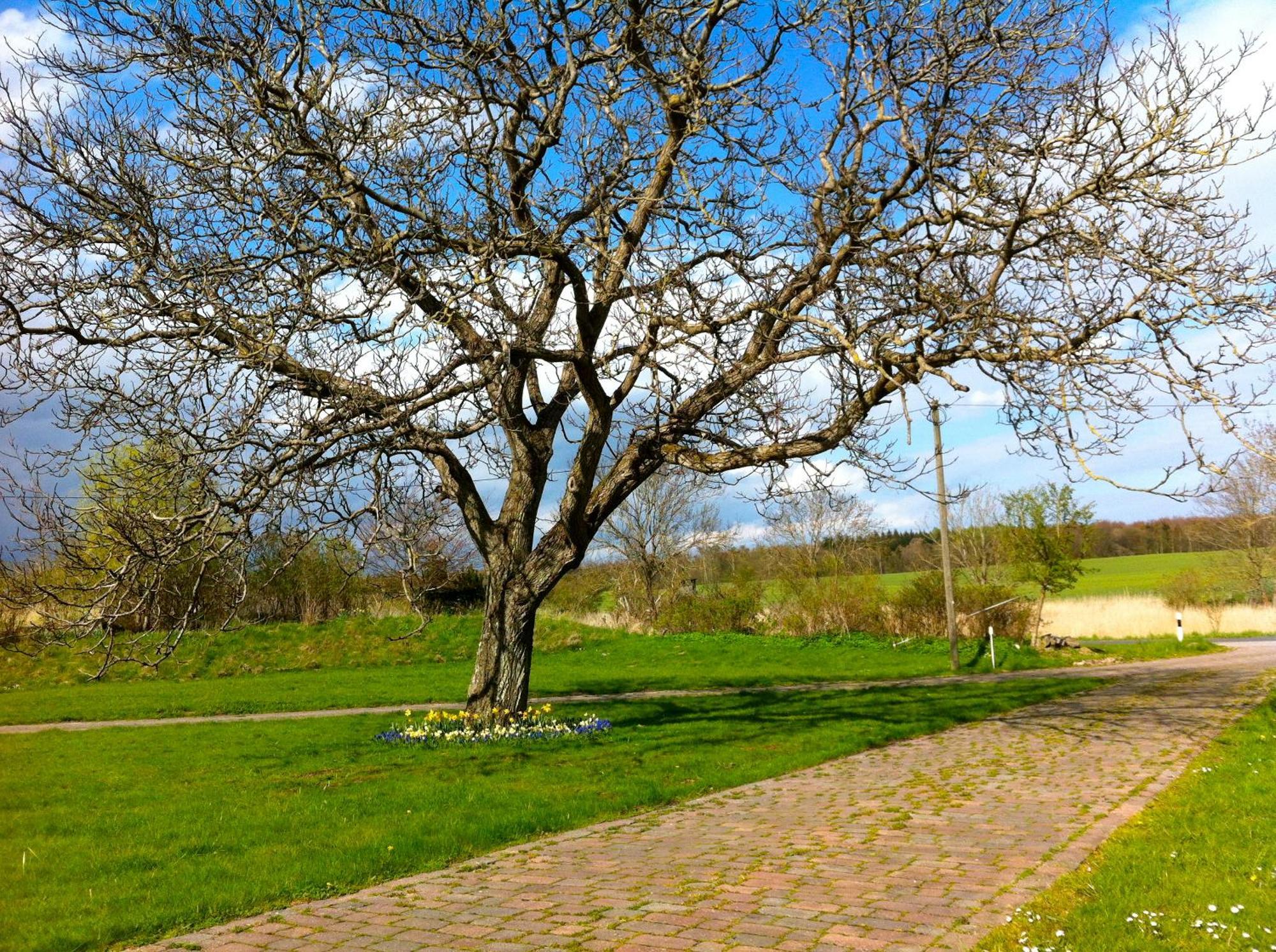 Gutshaus Ketelshagen Ξενοδοχείο Putbus Εξωτερικό φωτογραφία
